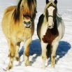 Ponys Winter